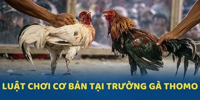 Cập nhật luật chơi, phân định kết quả thắng thua đầy đủ 