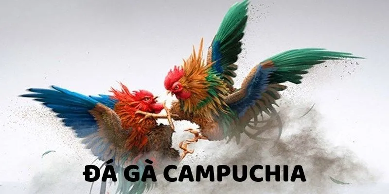 Đá gà Campuchia - Đấu Trường Đẳng Cấp Cho Hội Viên J88