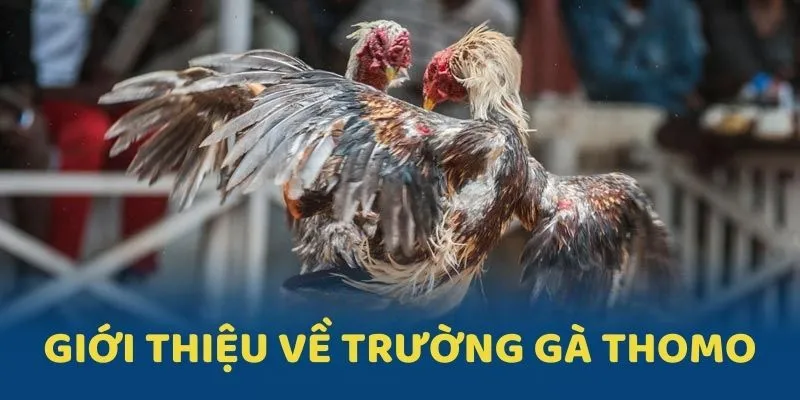 Giới thiệu sơ lược về địa điểm thi đấu chọi kê đỉnh cao Thomo