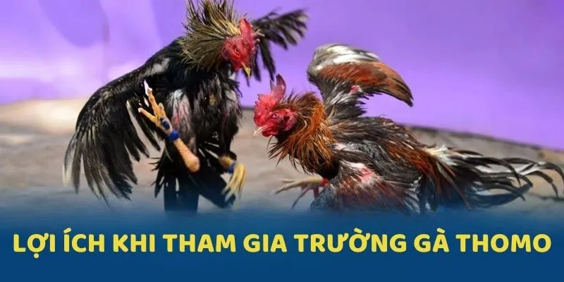 Lợi ích khi tham gia tụ điểm chọi kê nổi tiếng tại J88