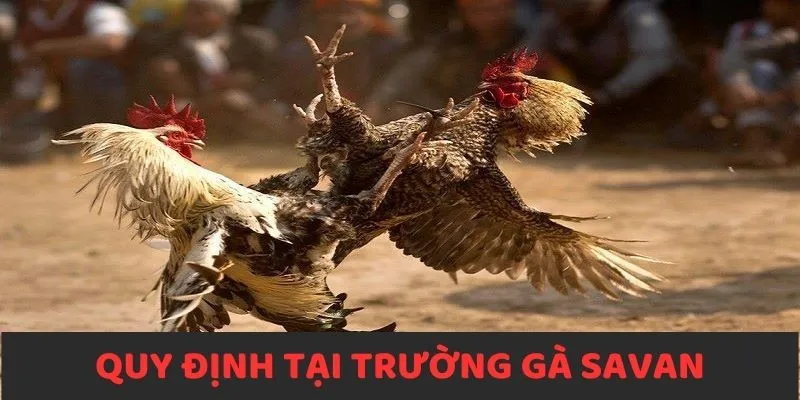 Quy định cần tuân thủ khi tham gia sàn đấu