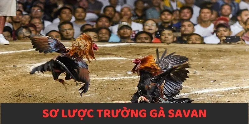 Thông tin sơ lược về trường gà Savan tại J88